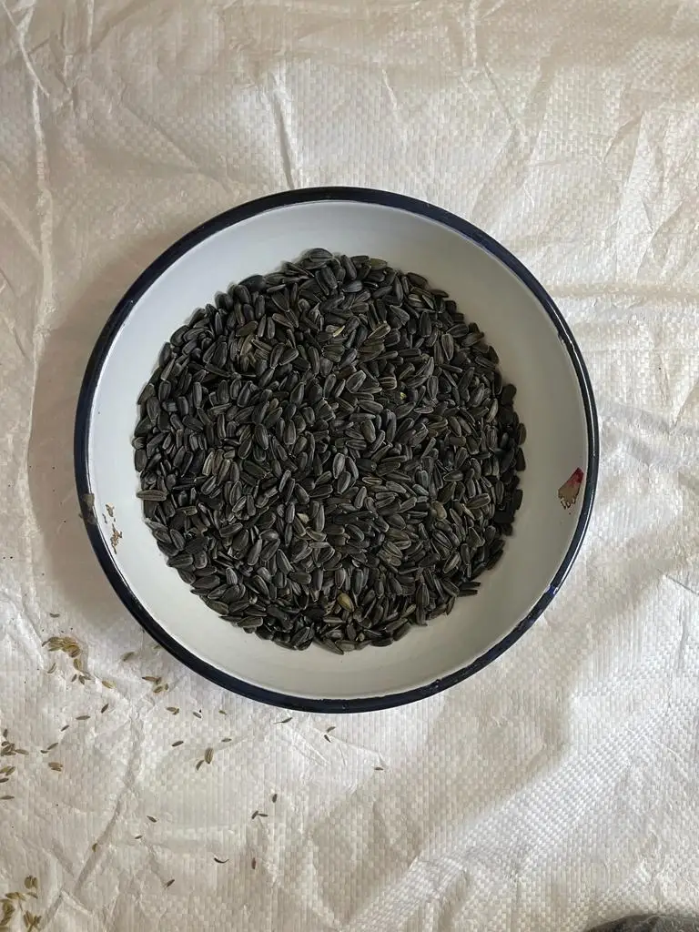 Лучшее качество черные ядра подсолнечника для корма для птиц и производства масла от индийского экспортера по разумным ценам