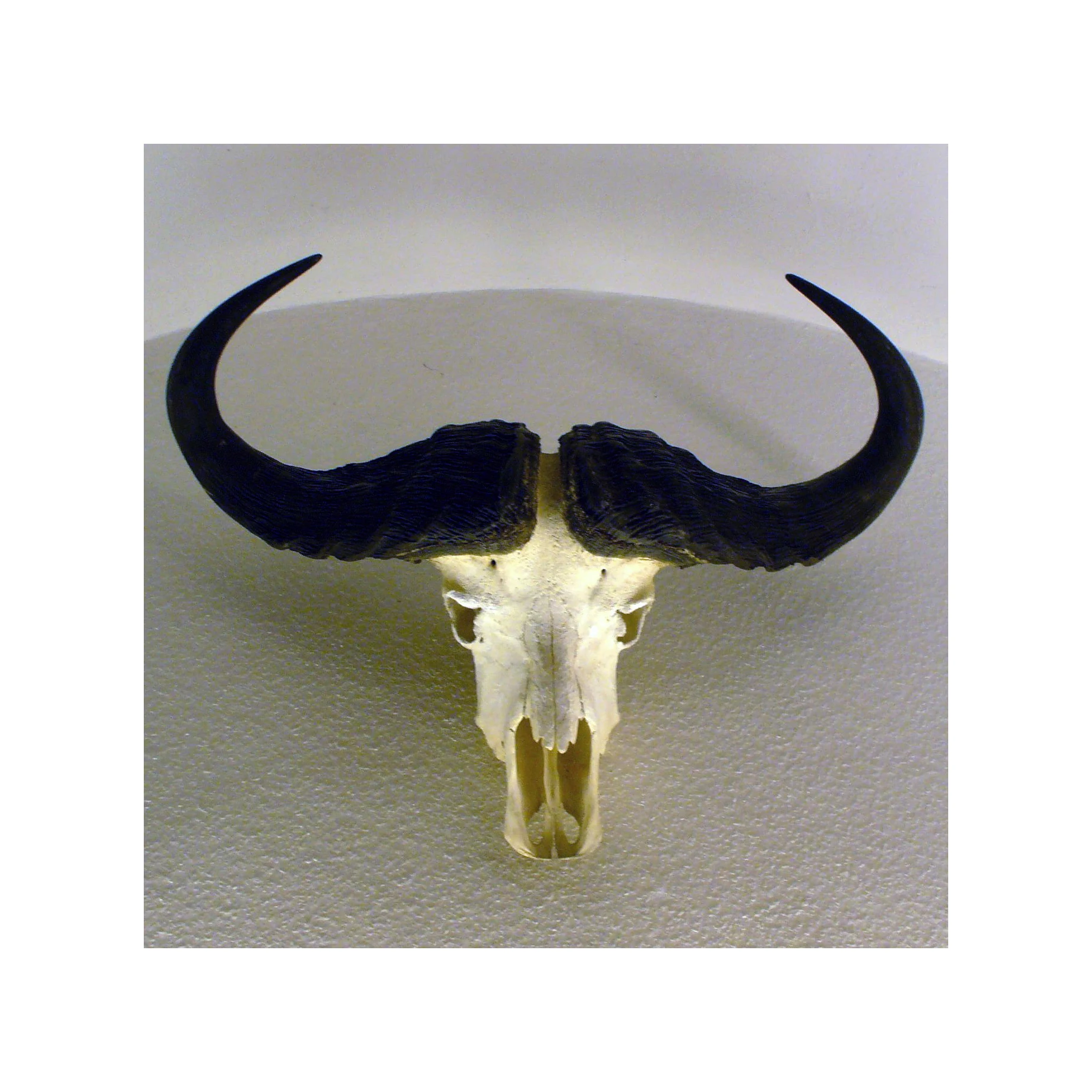 Natural Buffalo raw Horn And Horn Tip/ and Quantity Black And natural Color for customized size and horn