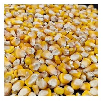 High Quality Bulk Dried Corn Sweet Corn Sweet Wholesale Price Dried Yellow Corn For Sale