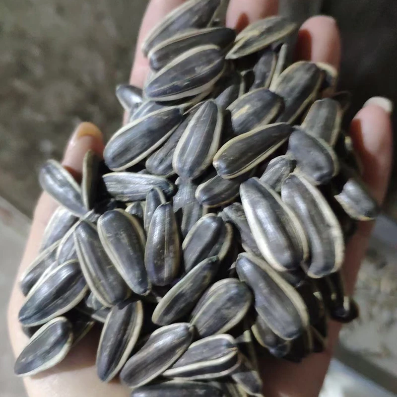 Sunflower Kernel Wholesale Price 2022 Crop Cheap Price Raw Sunflower Kernel