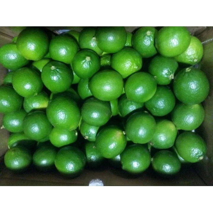 New Crop Fresh Lime Citrus Fruit 100% Natural Organic Tropical Fruit Sour Taste Green Lemon For Drinking