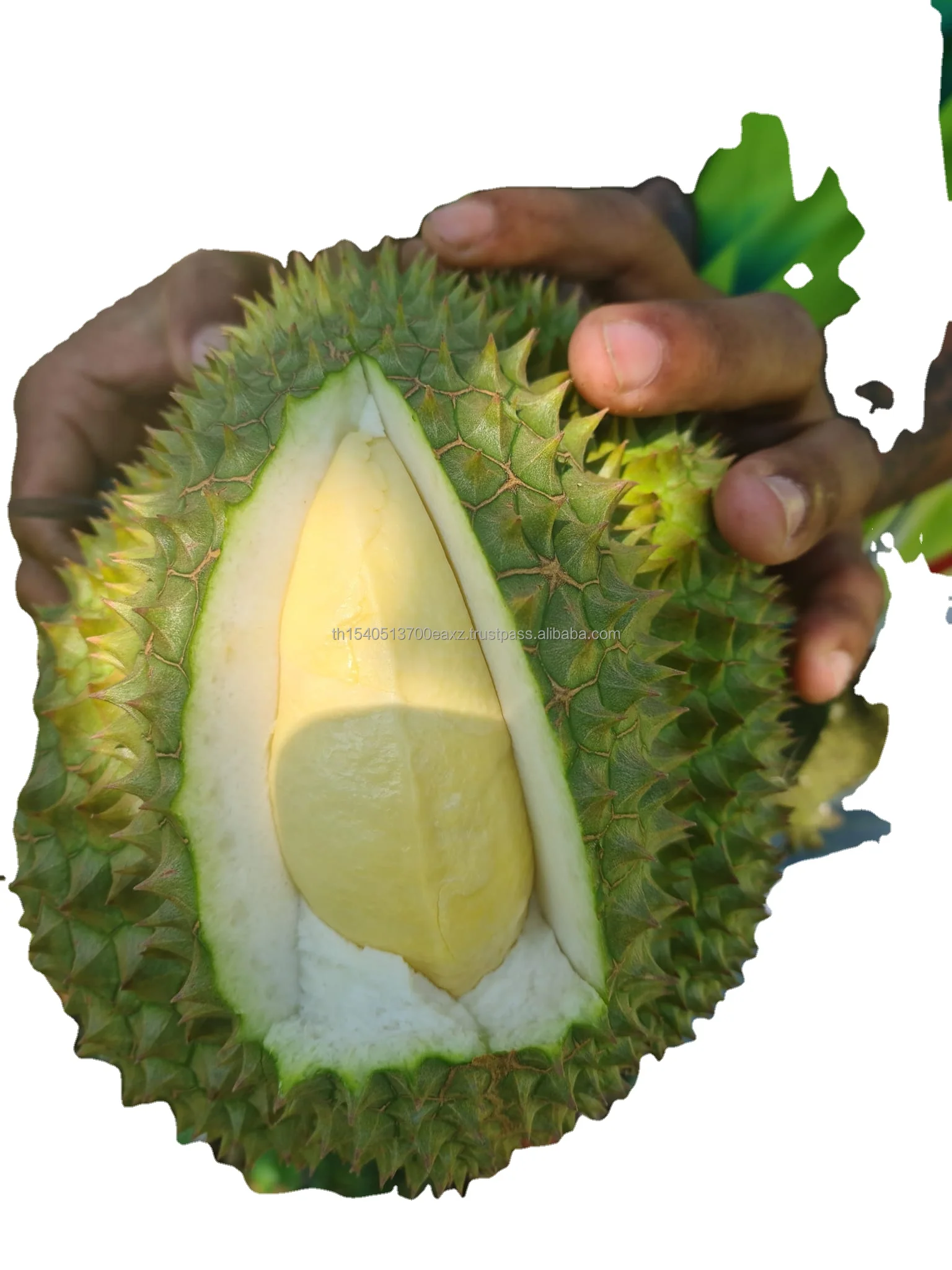 Durians Monthong  Best Seller