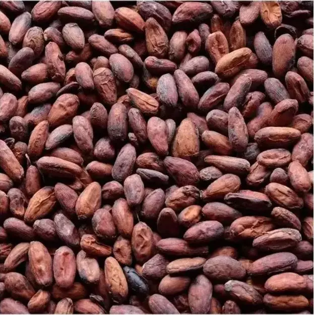 Premium Quality Wholesale Dried Cocoa Beans Variety Cacao Size Top Grade