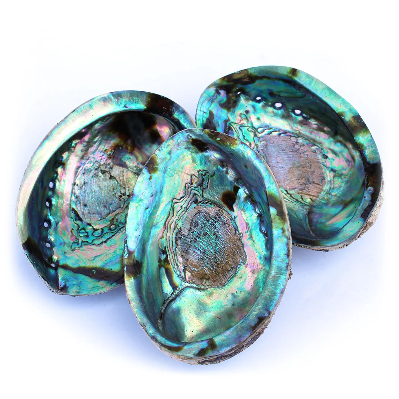 Dried green blue paua shell natural clean raw unpolished wholesale cheapest price australian abalone shells for sale