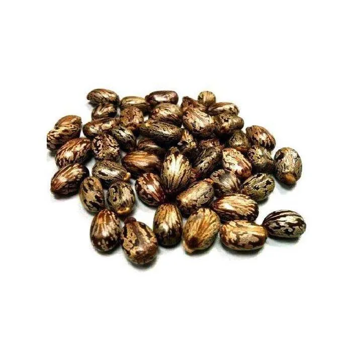 High Quality Castor Seeds / Cheap High Quality Natural Castor SEEDS