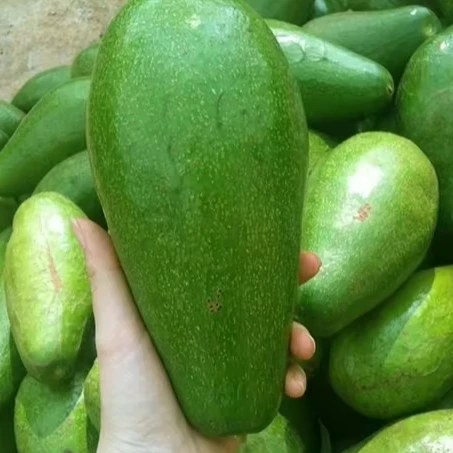 Продавец свежего авокадо по лучшей оптовой цене высококачественный тщательно упакованный