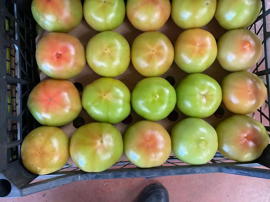 HIGH QUALITY NUTRITIOUS BULK TURKEY WHOLESALE DELICIOUS TOMATO SAUCE VEGETABLE KITCHEP BEST PRICE TURKEY AGROWELL TURKISHGOODS