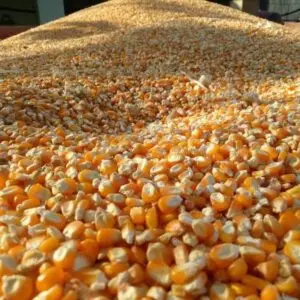 High Quality Organic Yellow Maize Bulk-Dried Corn for Animal Feed