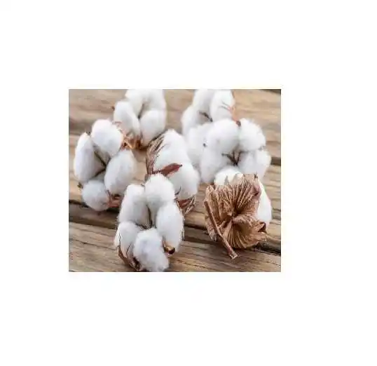 raw cotton for sale South Africa high quality raw material organic cotton ginned cotton