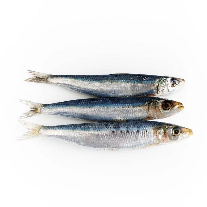 Spanish Pilchard Sardine Fish Available in Bulk / Spanish Sardin Fish 10kg Packaging