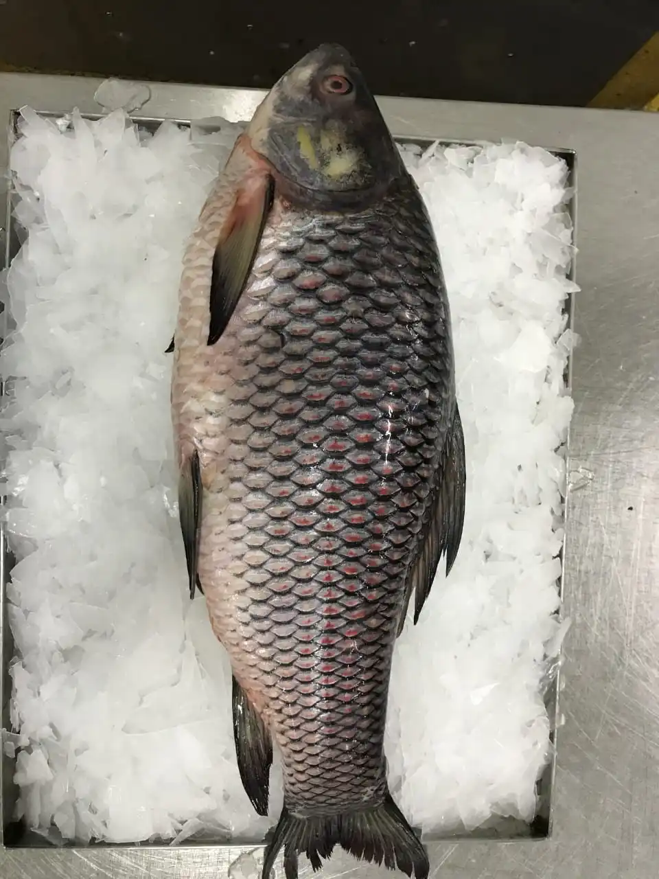 Frozen Rohu fish individual frozen  good quality from Myanmar Origin