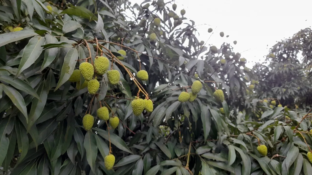 Fresh Lychee wholesales premium quality delicious natural juicy taste export vietnam new crop 2023