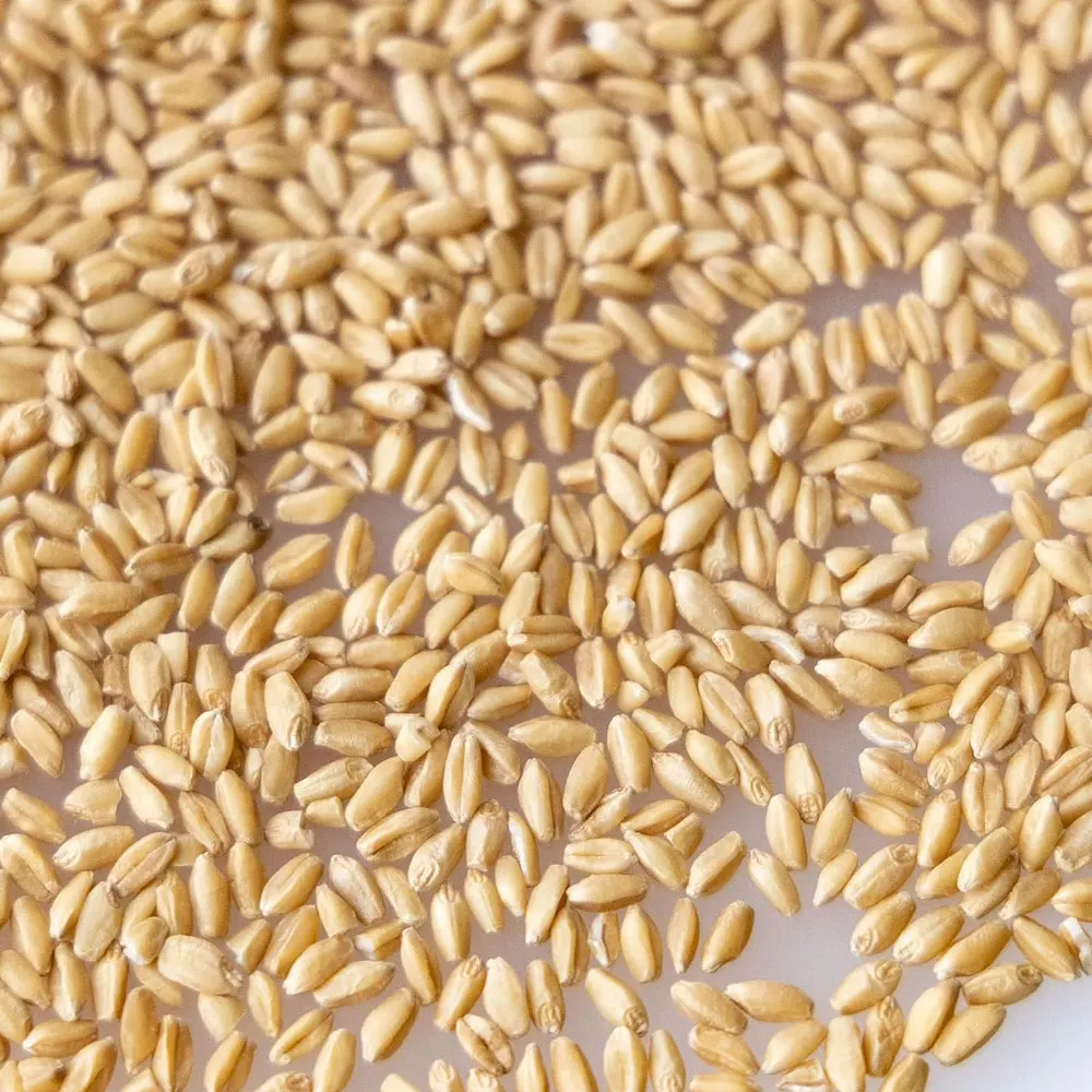 Durum Wheat Hard Grain Whole Sale Prices Cheap Price Wholesale Organic for in Bulk