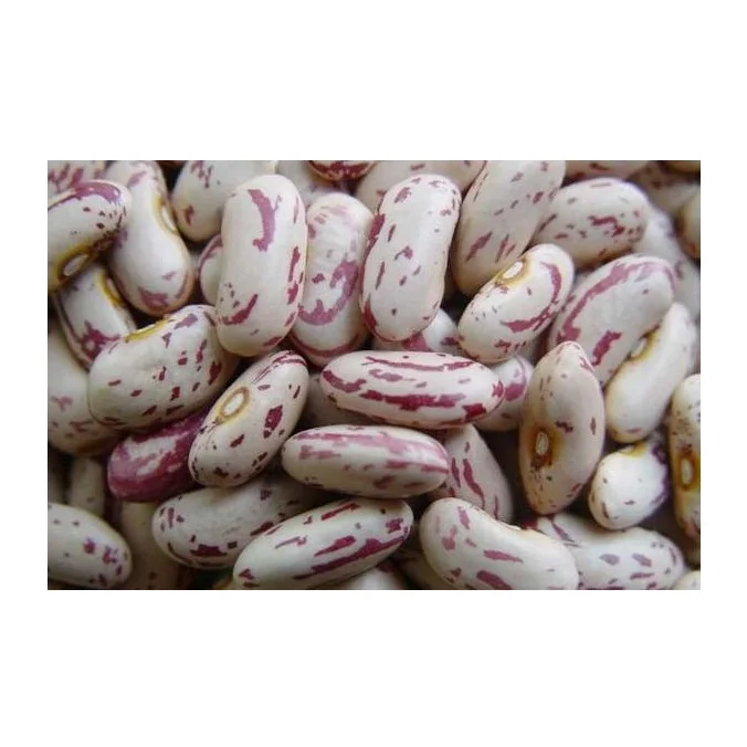 High Quality Hot Selling Light & Dark Speckled Pinto Beans at Bulk Price
