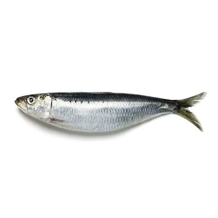 Fresh Sardine Fish pacific 300-500 W/R Frozen Fresh Sardine Fish in 10kg box