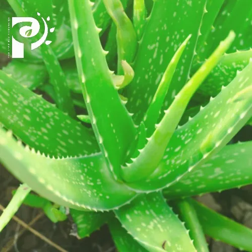 Top Best Seller Aloe Vera 100% natural from vietnam