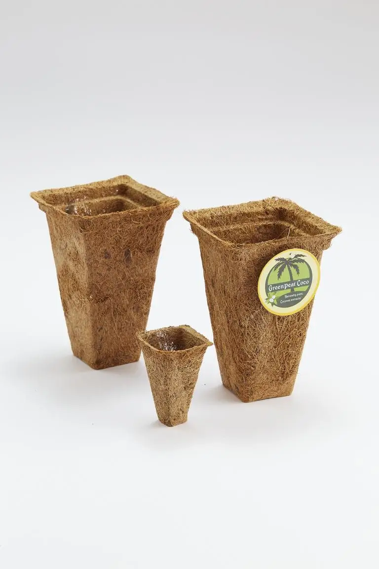 Coir pots eco-friendly and sustainable used in greenhouses and plant nurseries ultimately designed for floriculture