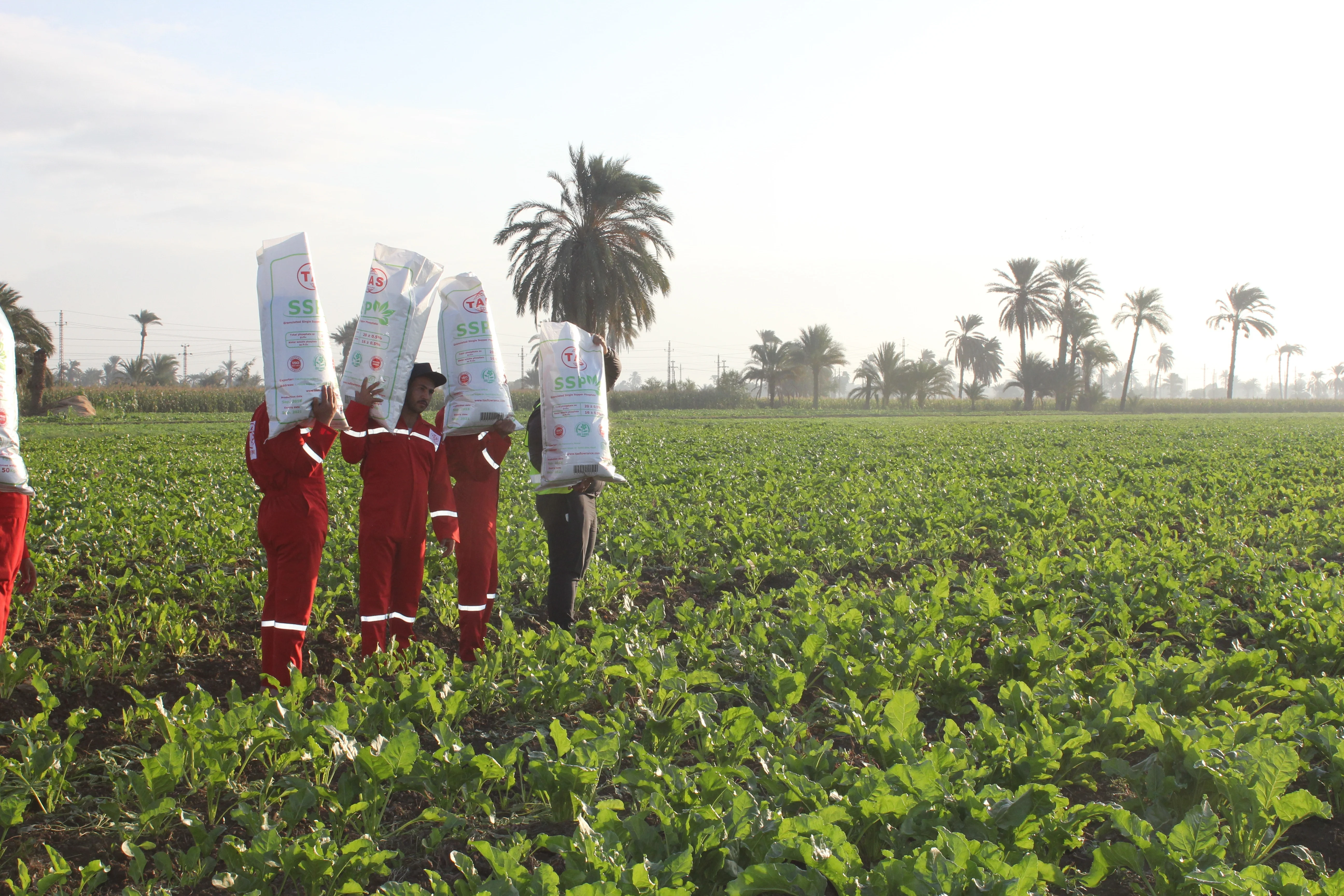 Phosphate Rock in Powder and Granular State for Agriculture DAP NPK Ammonium Phosphate TSP Phosphate Fertilizer P2O5