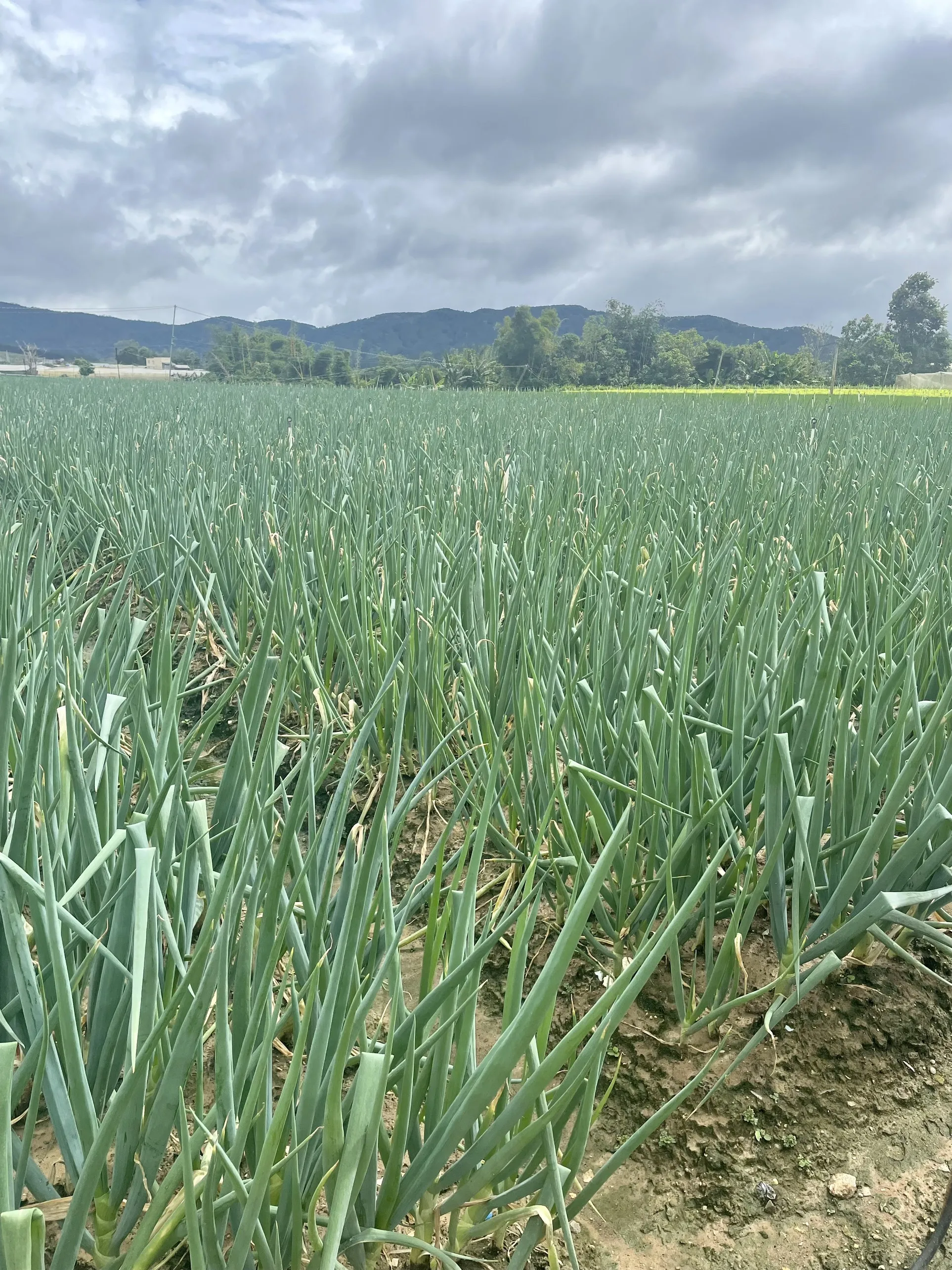 Vietnamese Paro Onion Good For Healthy Export Food Organic Farm Packaging Made In Vietnam Trading