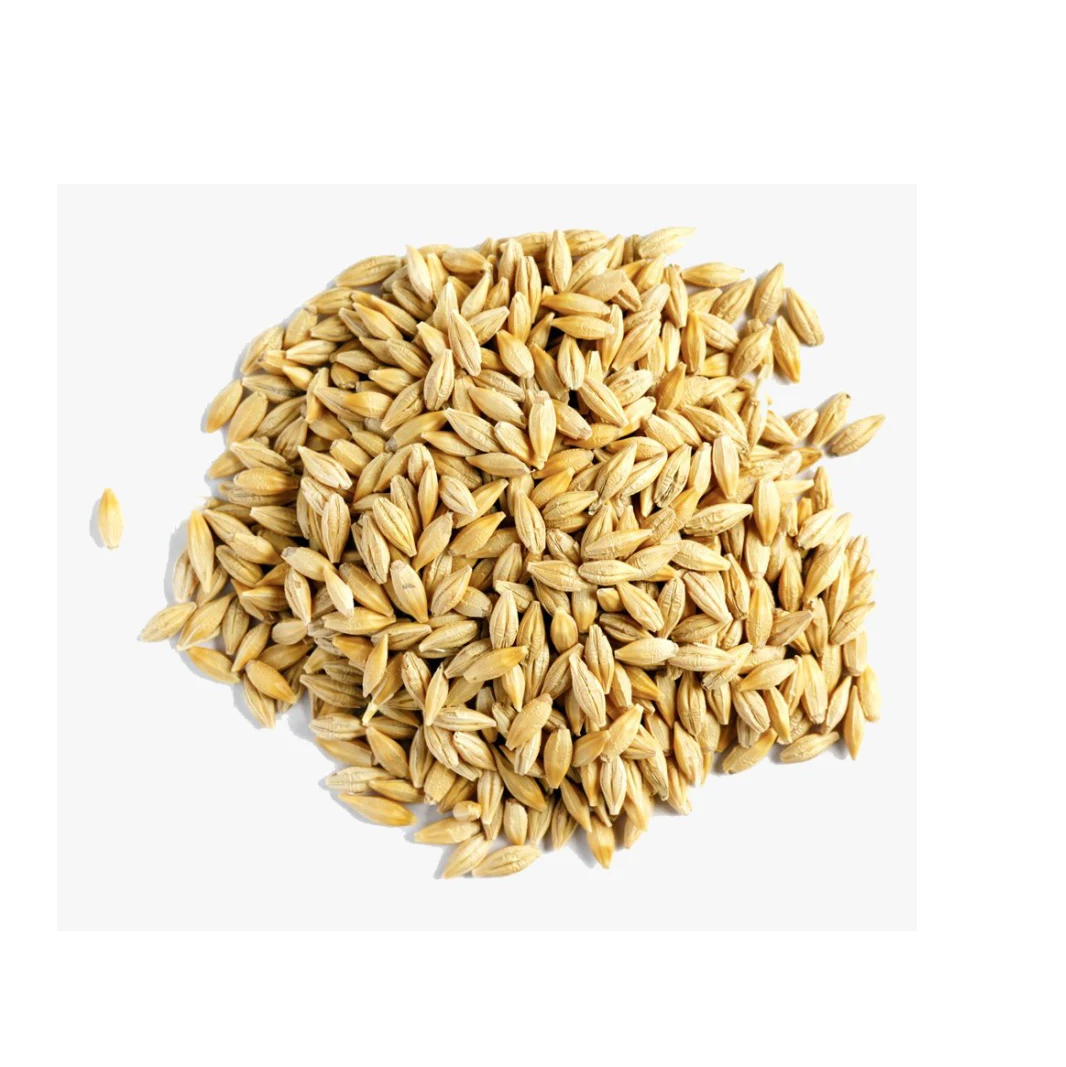 Farming Bulk Malted Barley, Barley Grain Ready For Export For Sale