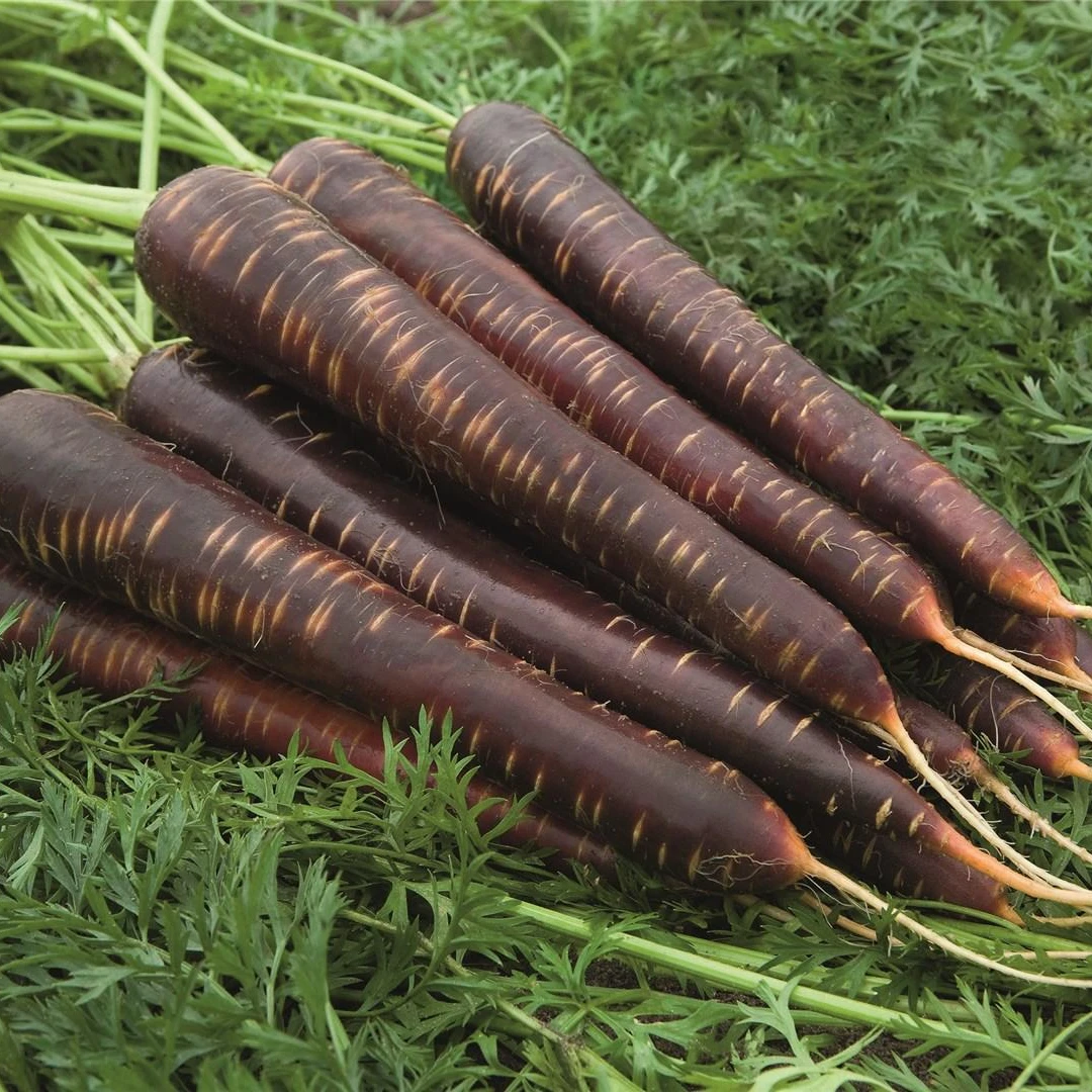 Фиолетовый harze морковь для