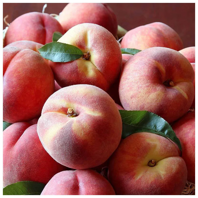 Premium Quality Organic Juicy Sweet Fresh Peaches Organic Natural Peach Fresh Fruit For Sales best price