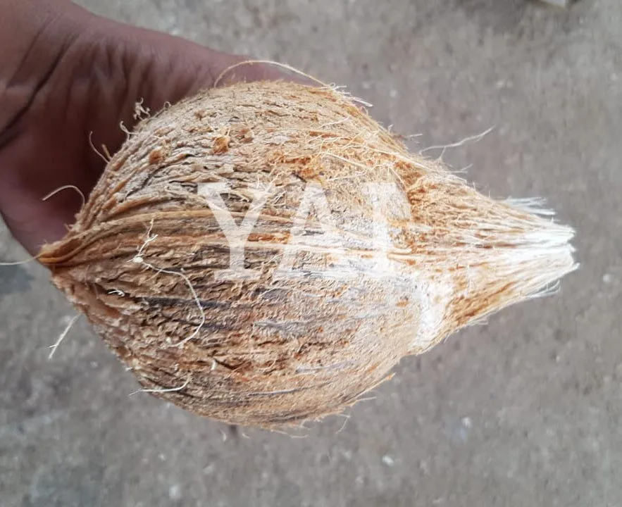 High Quality Fresh Semi Husked Coconut Manufactures in India to Malwi Peru Mexico Kenya Ethiopia Colombia Uganda