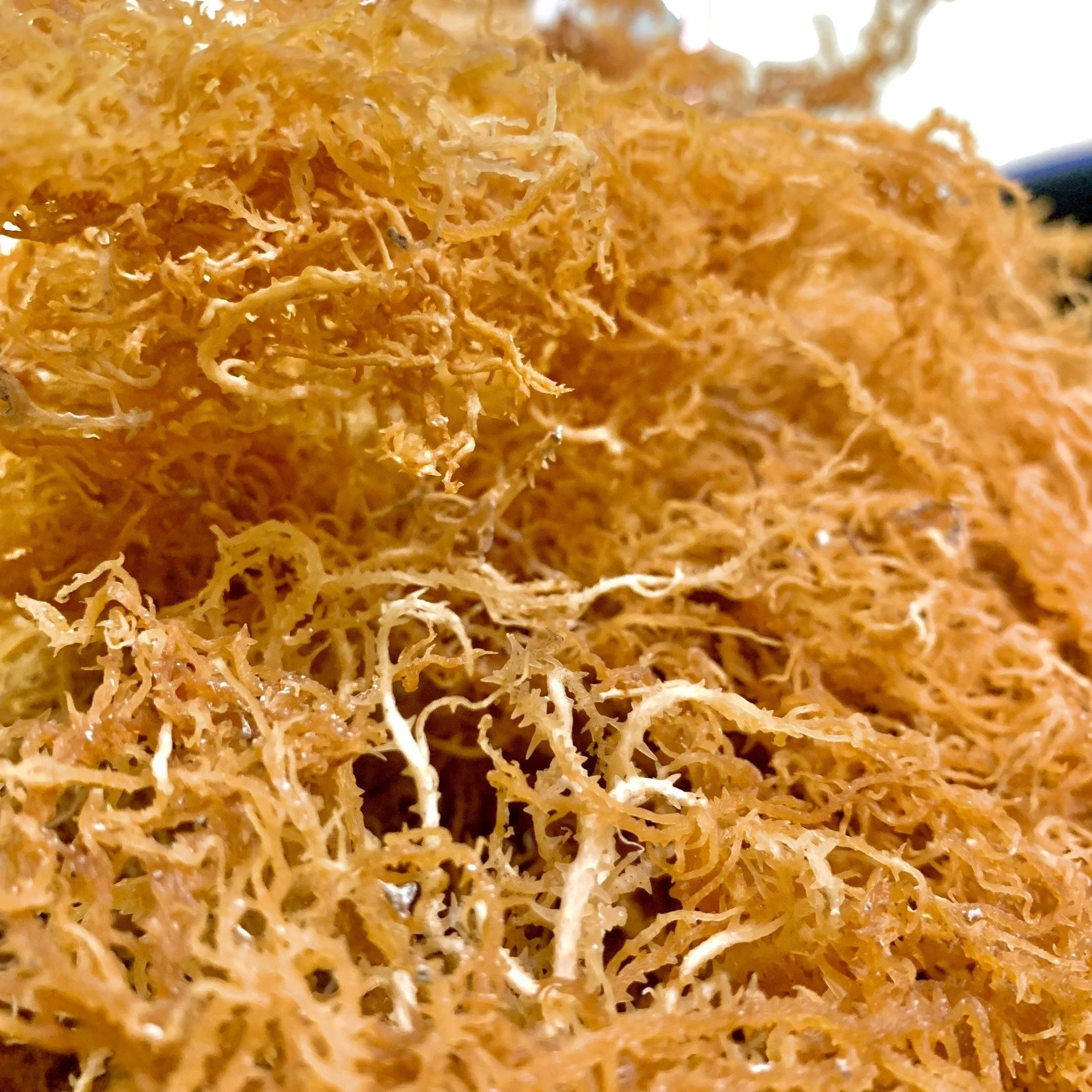 IRISH MOSS VIETNAM PRODUCT - Good price - High quality Wholesales - VIETNAM supplier / DC
