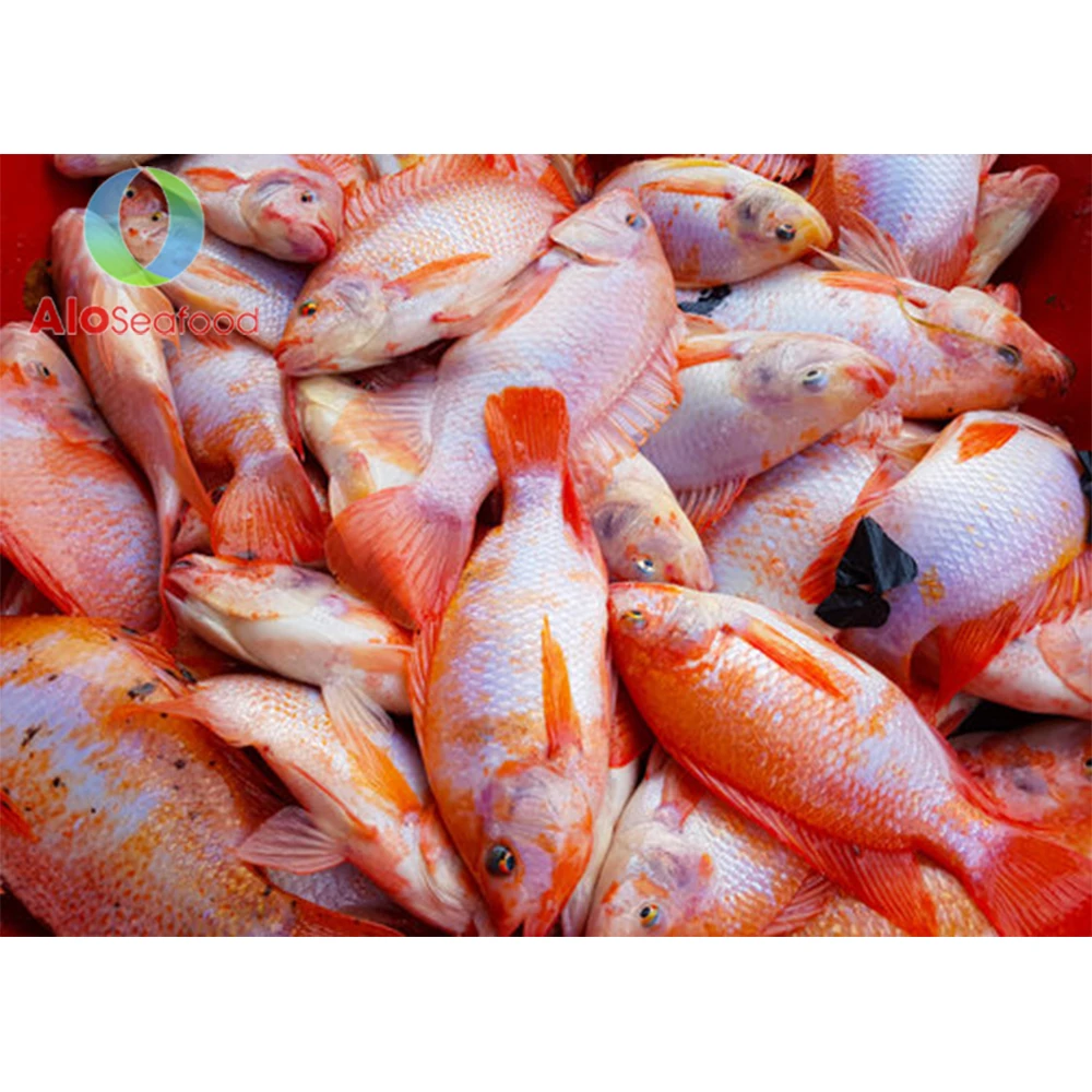 Good quality whole red snapper Wholesale frozen snapper from Vietnam