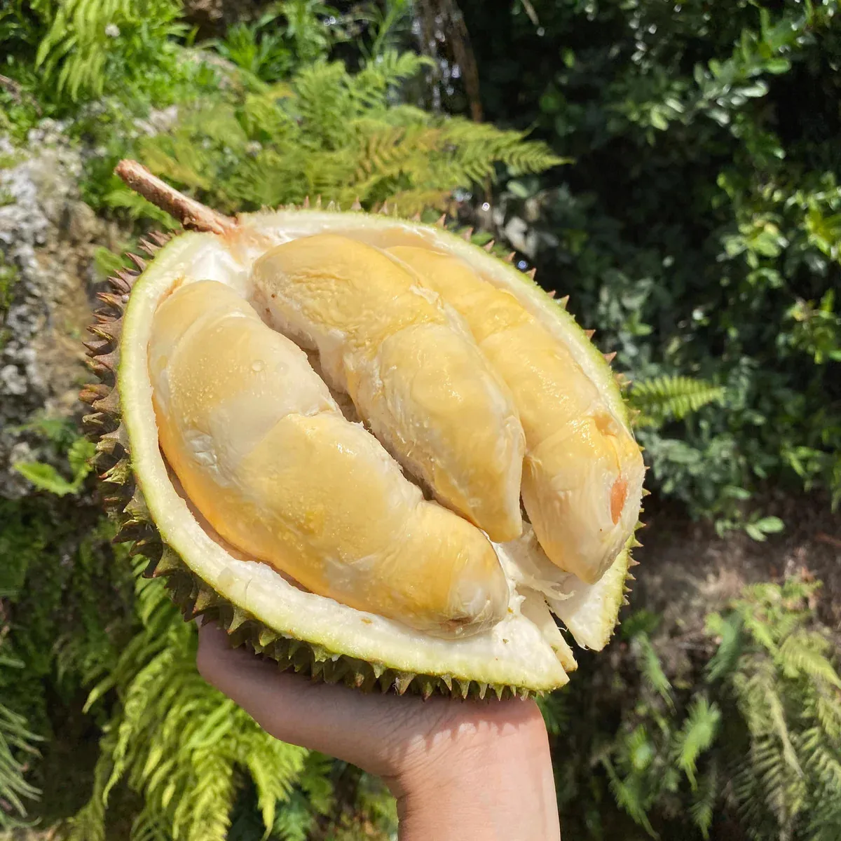 Вьетнамский свежий дуриан новый урожай Monthong Durian Ri6 Премиум качество Лучшая цена на экспорт