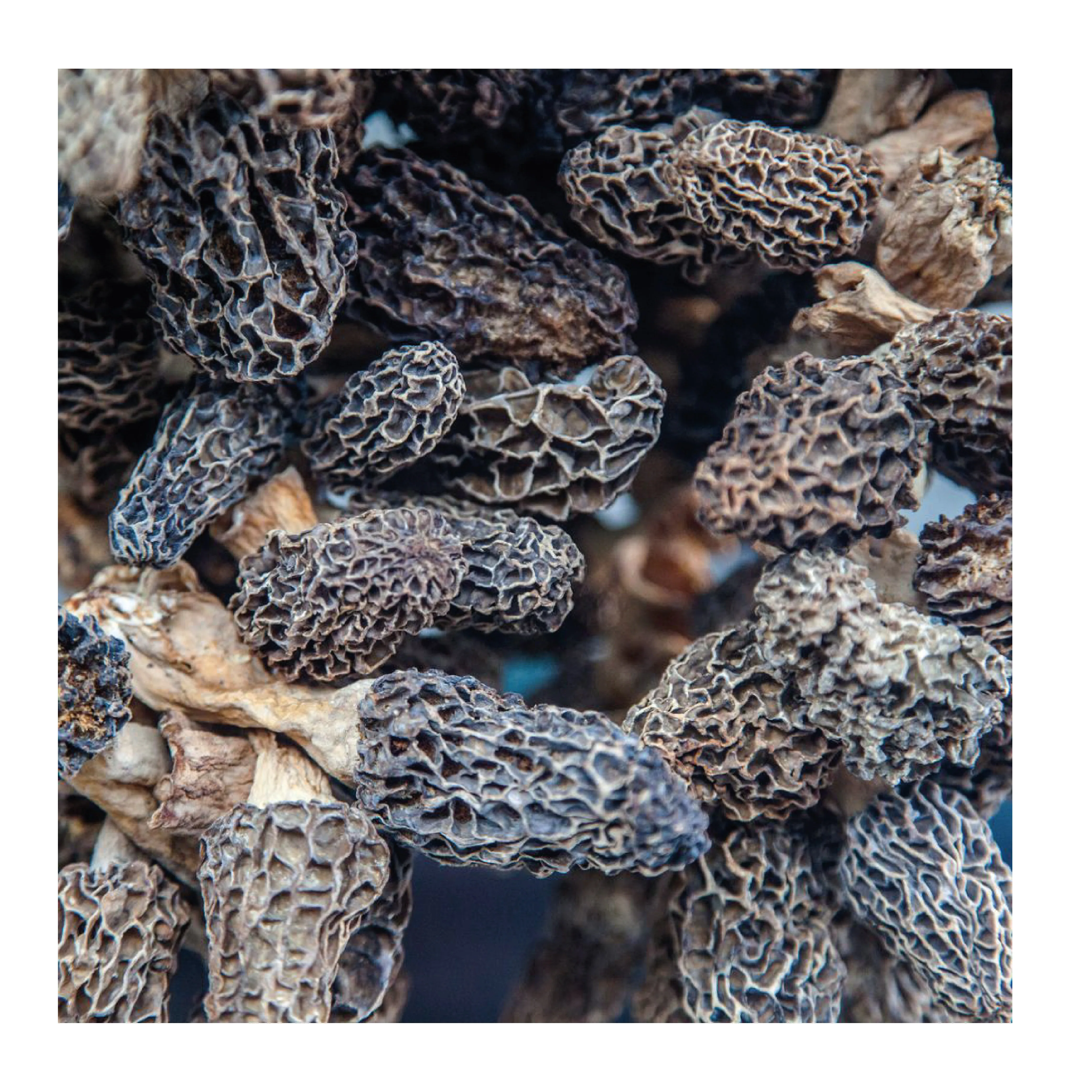 Turkish Wild Morel Mushroom Morchella Conica Turkish Wild Morel Mushroom Morchella Conica High Quality