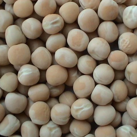 Natural Dried Yellow Split Peas Factory Price