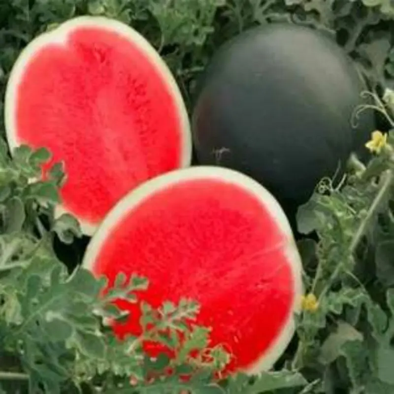 Экспорт сахара арбуза для детей в упаковке