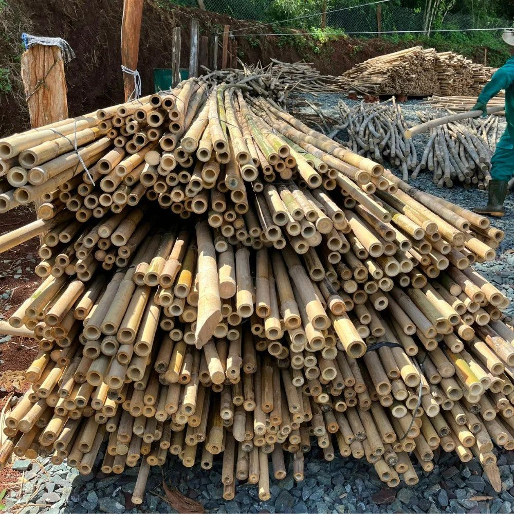 Bamboo Furniture Poles Wholesale Solid Moso Bamboo For Decor And Construction Bamboo Cane with Top Supplier