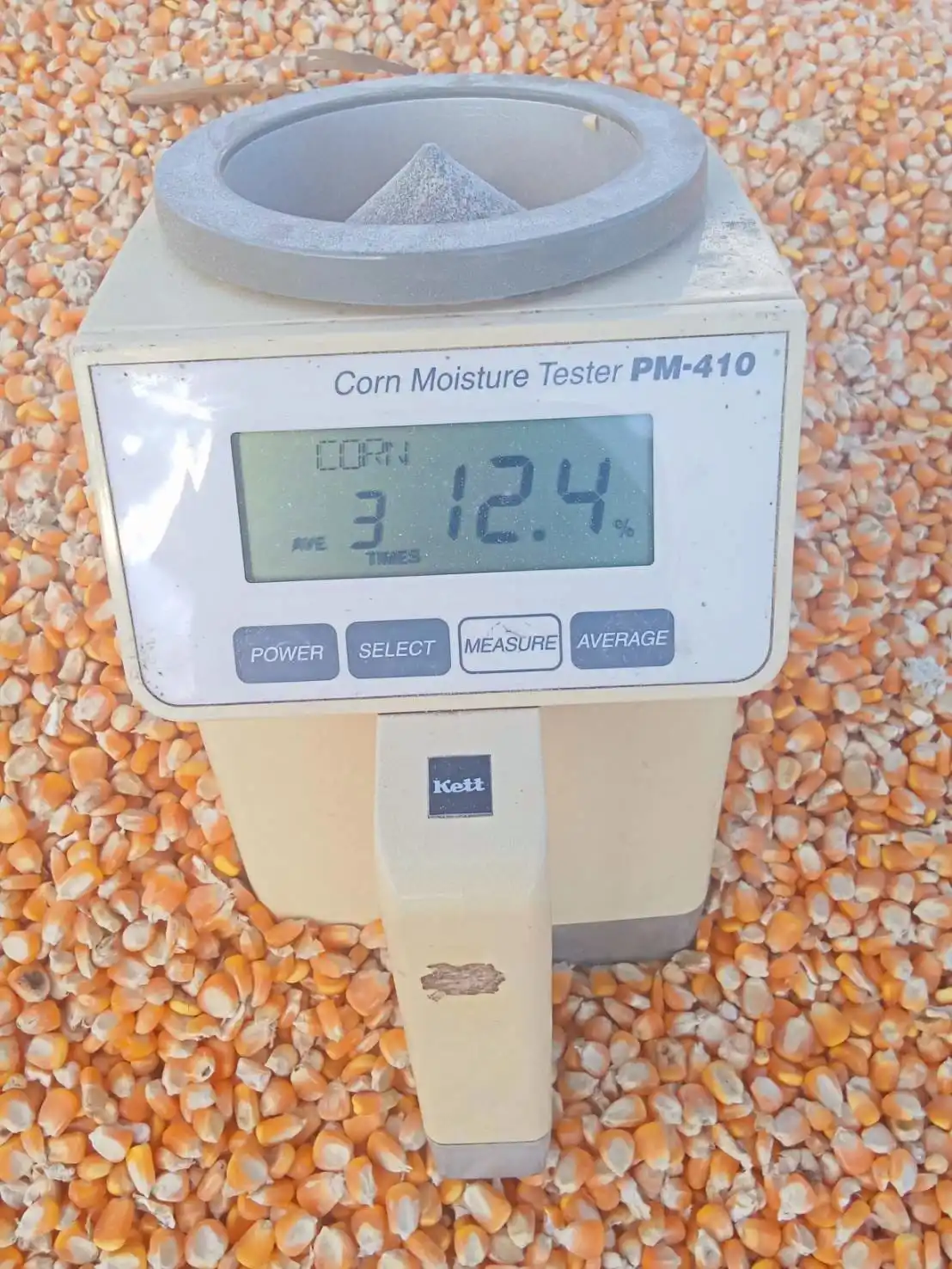 Dried Yellow Maize Available for Sale