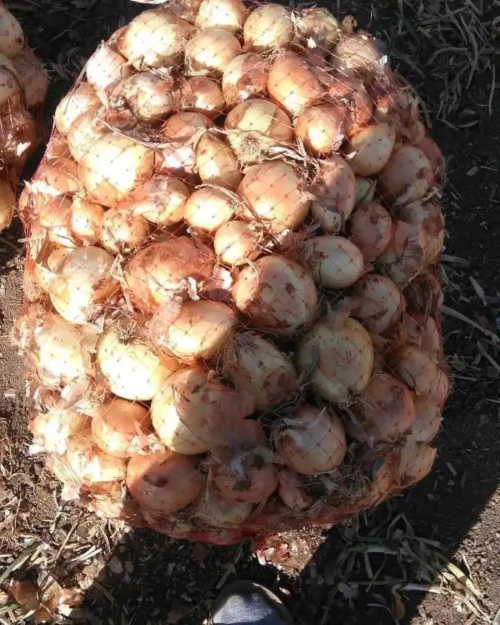 export quality red onion, fresh onion 5-7cm