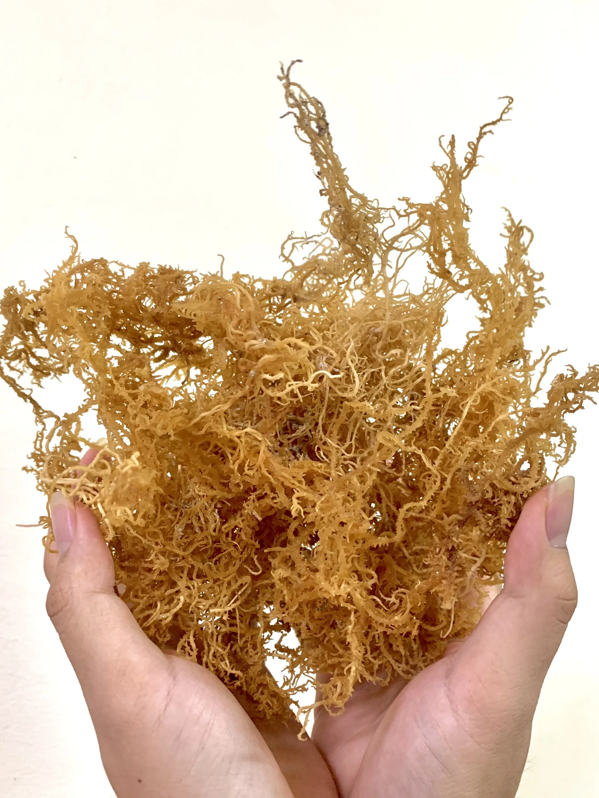 Сушеные морские водоросли irish Seamoss натуральные лучшие продажи за несколько месяцев