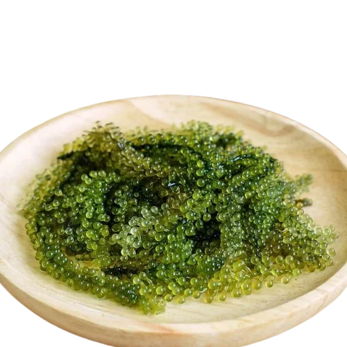 HOT DEAL DRIED UMIBUDO GREEN CAVIAR LATO SEAWEED CHEAP PRICE SEA GRAPE FROM VIETNAM WITH PREMIUM QUALITY in the MARKET