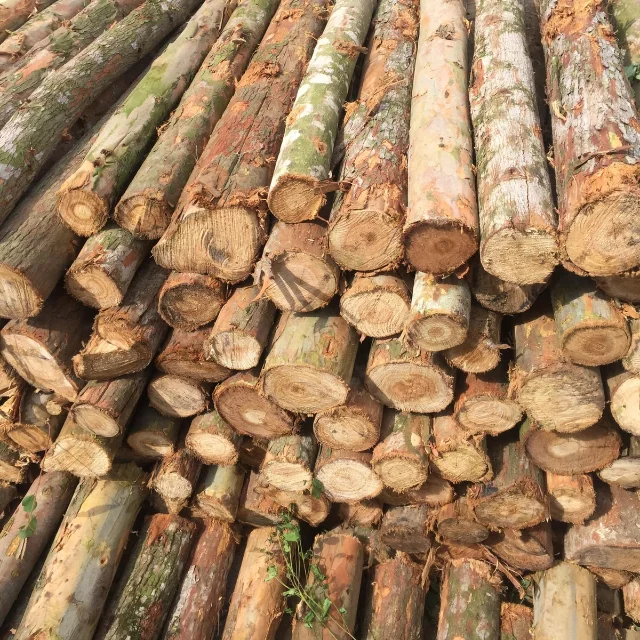 High Quality Eucalyptus Piles Used In Construction - Wood Piles Of Various Sizes From Eucalyptus Tree Trunks
