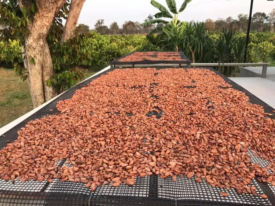 Certified Cocoa Beans and Nibs Original / Buy Good Quality Dried Grade A Cacao / Alkalized Chocolate Beans Powder