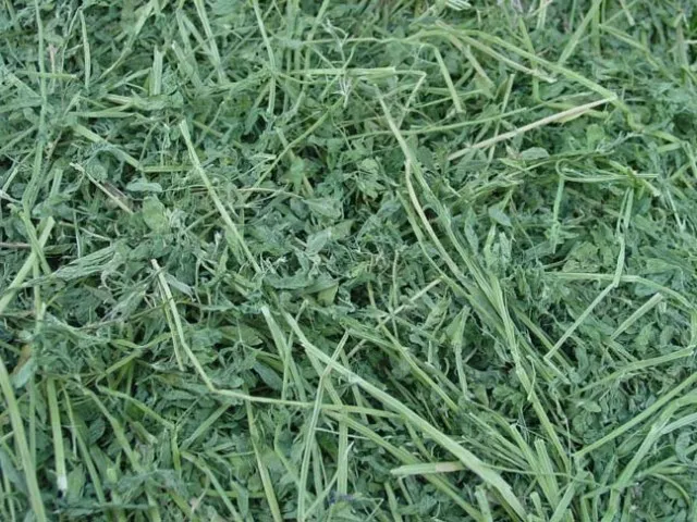 Alfalfa5.jpg