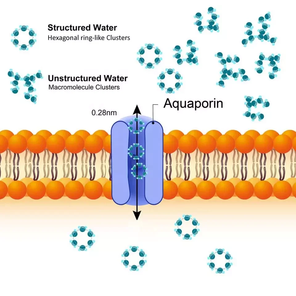 Stainless Steel Seamless Coiled Pipe Long-acting Hexagonal Structured Water Generator
