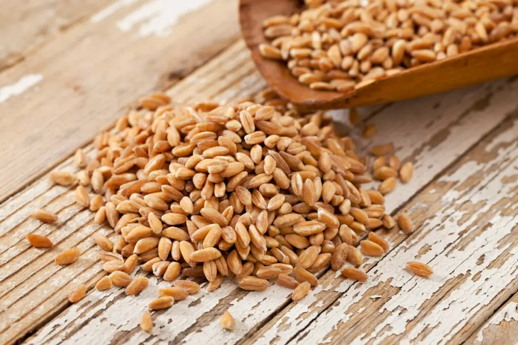 Hot Sales Delicious Taste High Grade Quality Soft and Hard Wheat Grains/Premium Quality