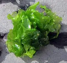Exuding a fresh breath bagged sea lettuce green Ulva Lactuca NORI with favorable price Akina