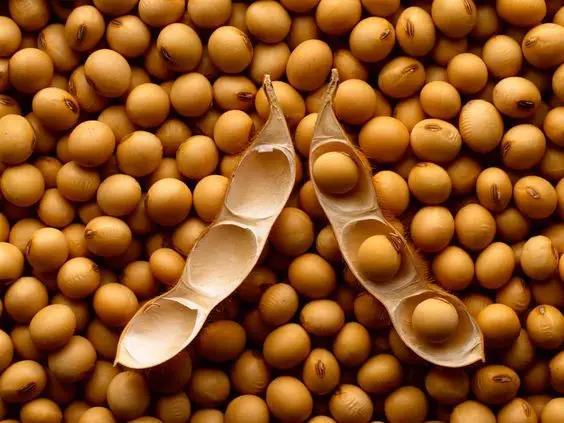 High Quality Non GMO Yellow Soybeans - Soybeans /Soya Bean (8.0mm) with High Quality Non Gmo High Quality Non GMO Yellow Soybean