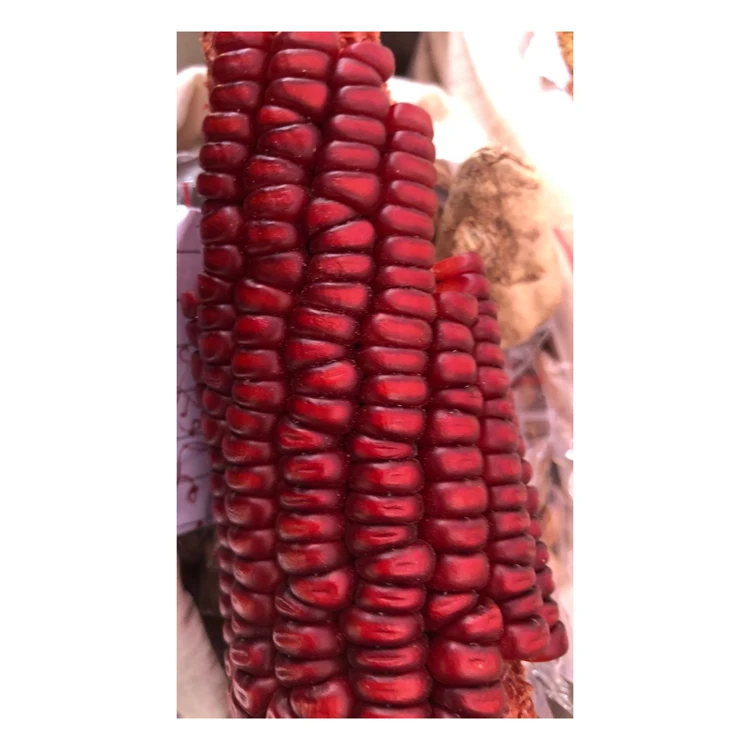 Hot Sale Red Corn/ Corn- Dried and Sweet Corn/ Maize for Human & Animal Feed