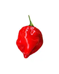 Органический Habanero свежий перец оптом по самой