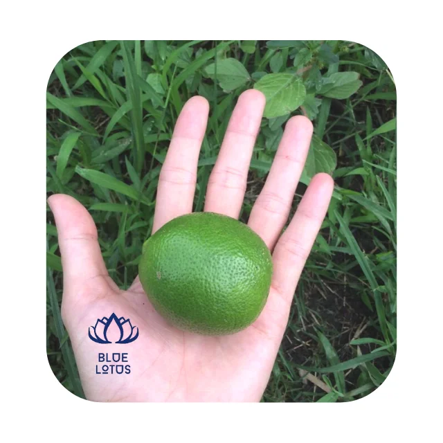 Fresh Seedless Lime Fresh Fruit