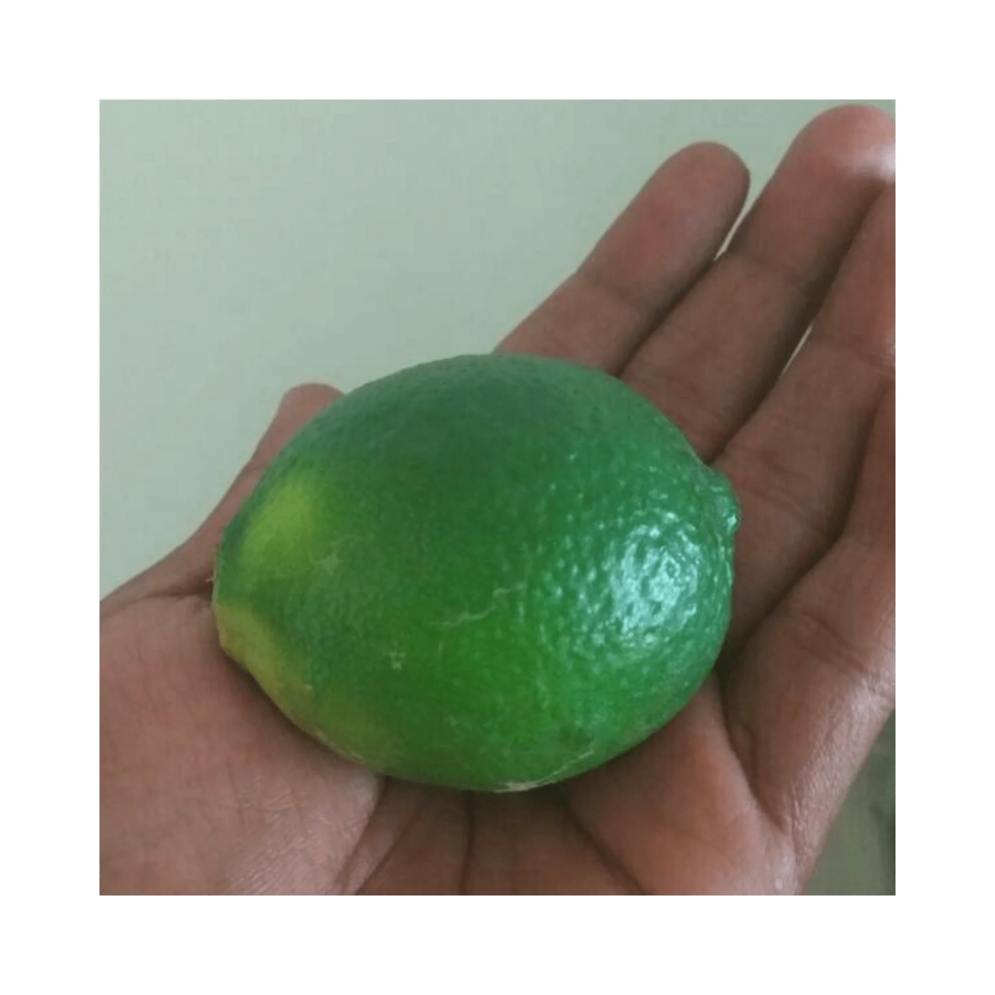 Good Quality Fresh Lemon/Fresh Green Seedless Lime and Lemons from Fresh Citrus Fruit with high quality and competitive price