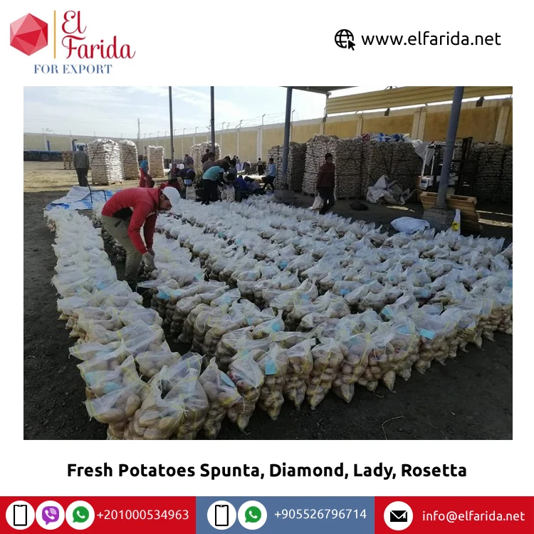 100% натуральный продукт, свежие овощи, Египетский свежий картофель Spunta, Diamond, Lady, Rosetta по конкурентоспособной цене